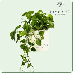 تصویر گلدان پتوس 