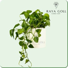 تصویر گلدان پتوس 