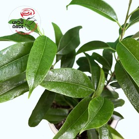 تصویر بنجامین آمستل 