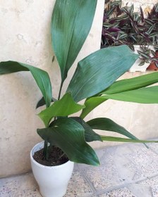 تصویر خرید برگ عبایی برای استفاده در فضای باغ 