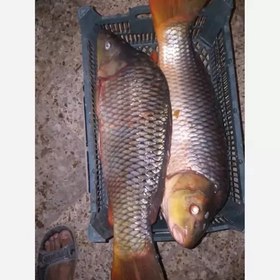 تصویر ماهی کپور پرورشی 