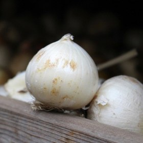 تصویر موسیر سفید مرواریدی تازه اصل همدان 5کیلوگرمی 