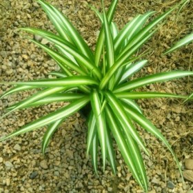 تصویر گل گندمی 