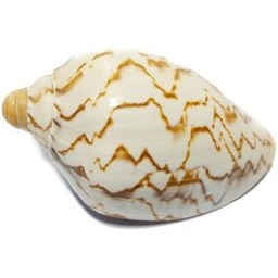 تصویر صدف مدل T89 