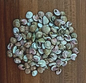 تصویر صدف چشمی _ صدف دريا. 