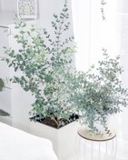 تصویر خرید گیاه اکالیپتوس برای استفاده در فضای نشیمن خانه 