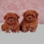 تصویر تاینی توی پودل دختر و پسر وارداتی رنگ رد کد 065 