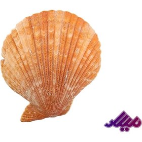 تصویر صدف کد 1170070 