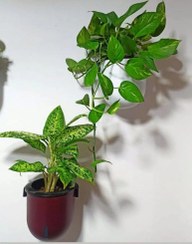 تصویر گلدان هیدروپونیک دیواری سایز ۱۴ 