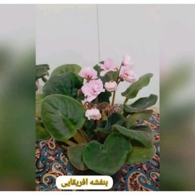 تصویر گل بنفشه آفریقایی گلدان باکیفیت (هزینه ارسال پس کرایه تیپاک) 