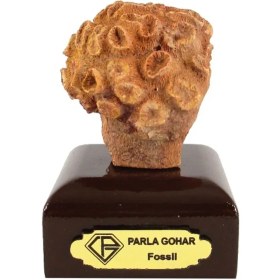 تصویر فسیل کد 3281 