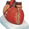 تصویر مدل (مولاژ) قلب دراندازه طبیعی 
