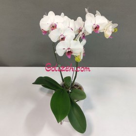 تصویر ارکیده سفید بنفش 