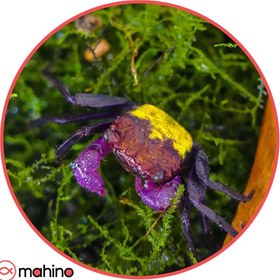 تصویر خرچنگ کارناوال کرب ۲ تا ۳ سانتی متری 