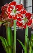 تصویر پیاز آمارلیس هلندی Samba Samba Amaryllis