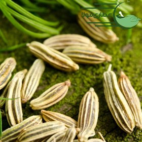 تصویر رازیانه - بادیان 