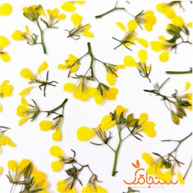 تصویر گل خاکِشیر (۱۰ عددی) 