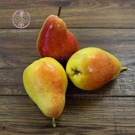 تصویر نهال گلابی درگزی (پایه رویشی) - Dargzi pear seedlings 