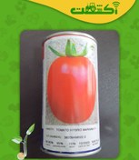 تصویر بذر گوجه ماریانا کاملا مشابه سانسید 6189 نانهمز 