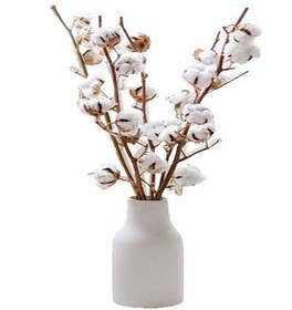 تصویر گل خشک پنبه 