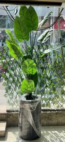 تصویر درختچه باباآدم 