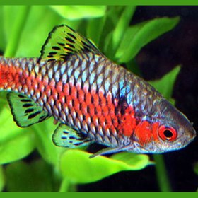 تصویر بارب ادسا 