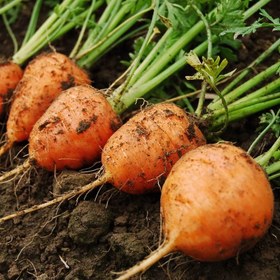 تصویر بذر هویج اطلس 50 عددی 