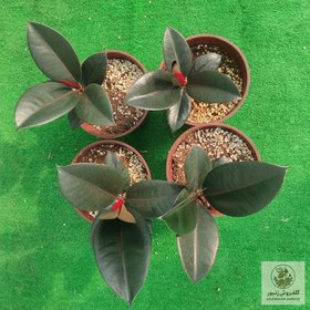 تصویر فیکوس سوپربلک | کد: ZNB-EFZ 