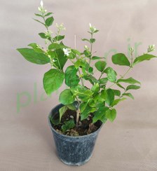 تصویر یاس رازقی گلدان8 