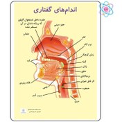 تصویر پوستر آموزشی اندام‌های گفتاری 