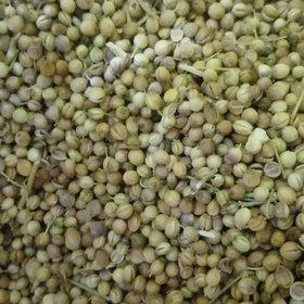 تصویر تخم گشنیز (ده کیلویی) 