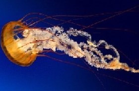 تصویر انواع اسکنر 