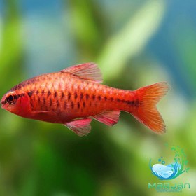 تصویر ماهی چری بارب (پک 5 تایی ) 