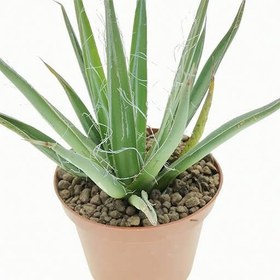 تصویر بذر کاکتوس آگاو فیلیفرا 