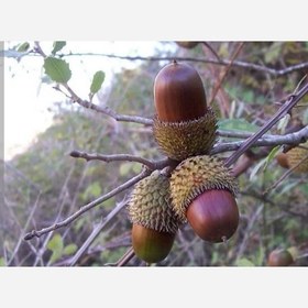 تصویر بلوط زاگرس 