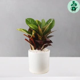 تصویر کروتون 