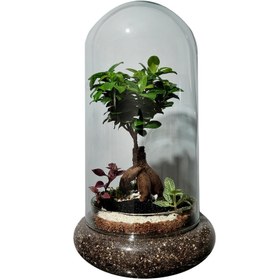 تصویر گیاه فیکوس رتوزا مدل تراریوم کد 05 