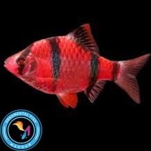 تصویر ماهی تایگر بارب قرمز 