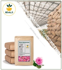 تصویر گل محمدی تازه فله 