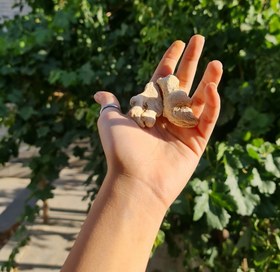 تصویر زنجفیل - قلم 