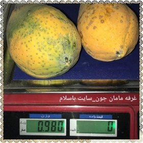 تصویر پاپایا خربزه درختی (بمب ویتامین) ردلیدی ایرانی 