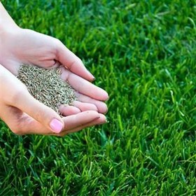 تصویر بذر چمن اسپرت هلندی 