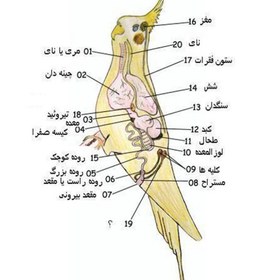 تصویر درمان سینه کاردی 