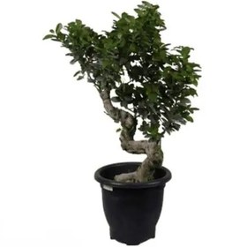 تصویر گیاه بنسای s 