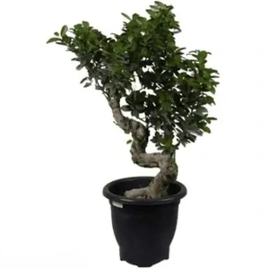 تصویر فروشگاه گلخانه فردوس