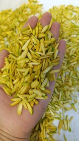 تصویر خلال پسته زرد 