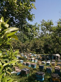 تصویر عسل مرکبات موم دار 