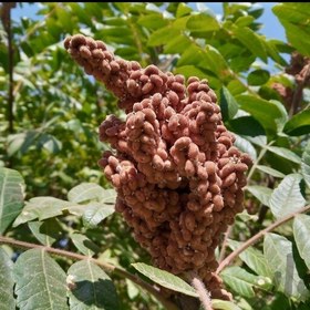 تصویر سماق خوشه ای(1000گرمی)کیفیت عالی و خوش طعم 