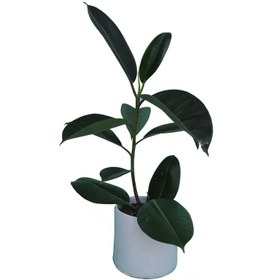 تصویر گیاه طبیعی فیکوس کد 01 