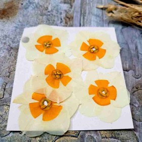 تصویر پک گل خشک نرگس پرسی 